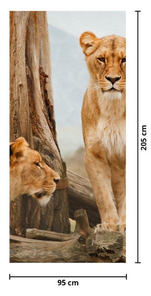 Fototapeta na drzwi - Dwie lwice (95x205cm)