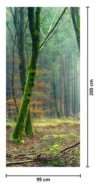 Fototapeta na drzwi - Las (95x205cm)