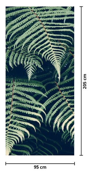 Fototapeta na drzwi - Liście paproci (95x205cm)