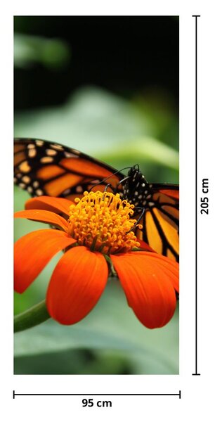 Fototapeta na drzwi - Motyl na kwiatku (95x205cm)