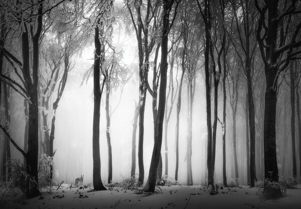 Fototapeta - Ciemny las z wilkiem (196x136 cm)