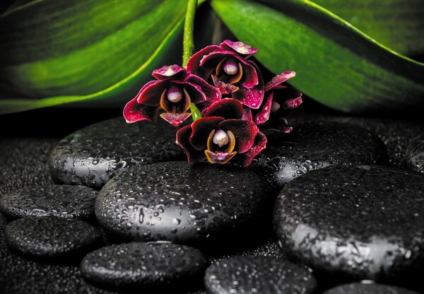 Fototapeta - Orchidea i kamienie (196x136 cm)