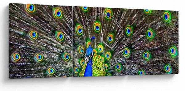 Obraz - Paw (z zegarem) (90x30 cm)