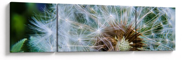Obraz przekwitniętego dmuchawca (170x50 cm)