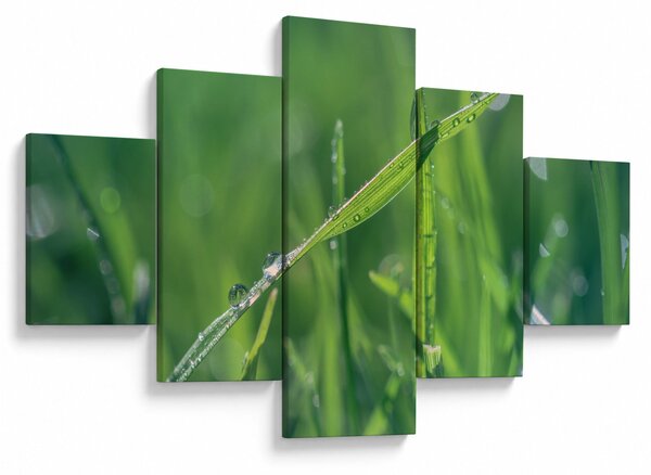 Obraz kropli rosy (125x70 cm)