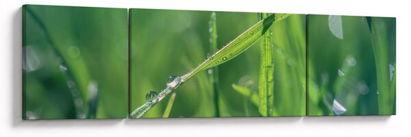 Obraz kropli rosy (170x50 cm)