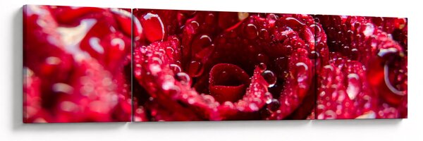 Obraz czerwonego kwiatu róży (170x50 cm)