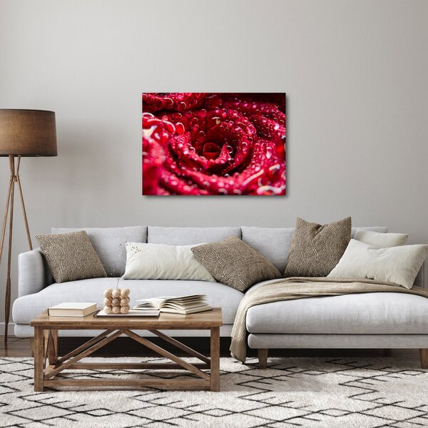 Obraz czerwonego kwiatu róży (70x50 cm)
