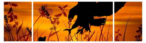 Obraz sylwetki drapieżnika (170x50 cm)