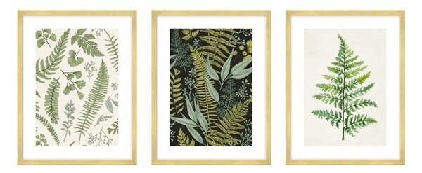 Obrazy zestaw 3 szt. 30x40 cm Fern – knor