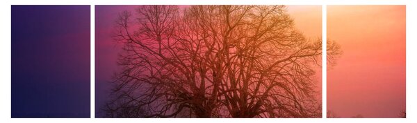 Obraz drzew we mgle (170x50 cm)