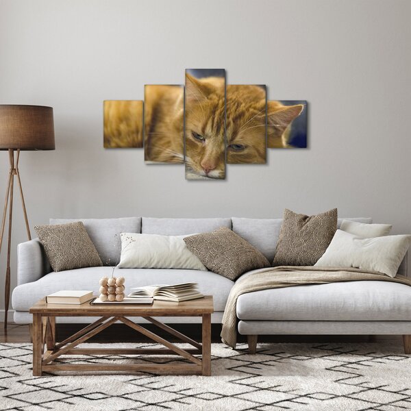 Obraz kota (125x70 cm)