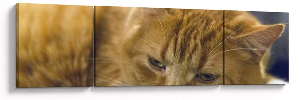 Obraz kota (170x50 cm)