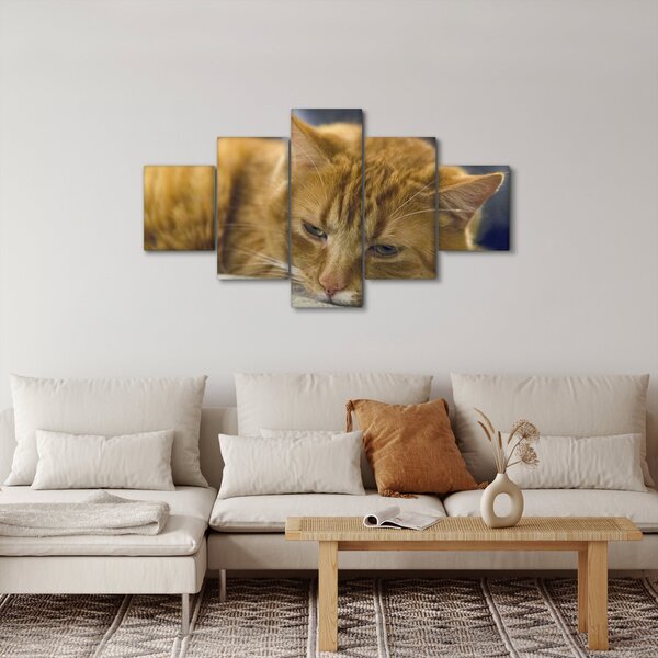 Obraz kota (125x70 cm)