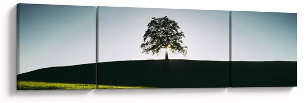 Obraz natury - drzewo (170x50 cm)