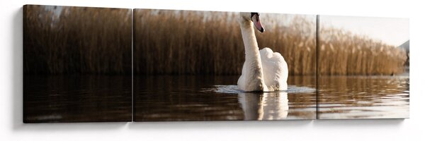 Obraz łabędzia (170x50 cm)