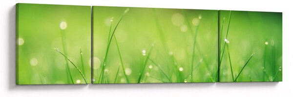 Obraz - rosa na trawie (170x50 cm)