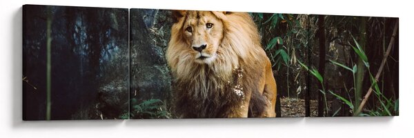 Obraz lwa w naturze (170x50 cm)