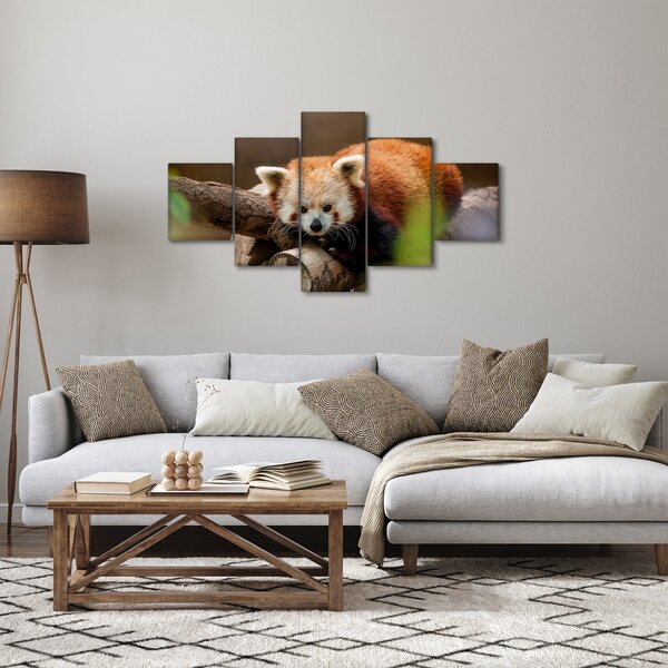 Obraz czerwonej pandy (125x70 cm)