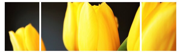 Obraz tulipanów (170x50 cm)
