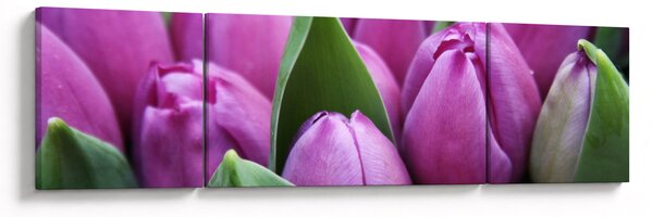 Obraz - kwiaty tulipanów (170x50 cm)