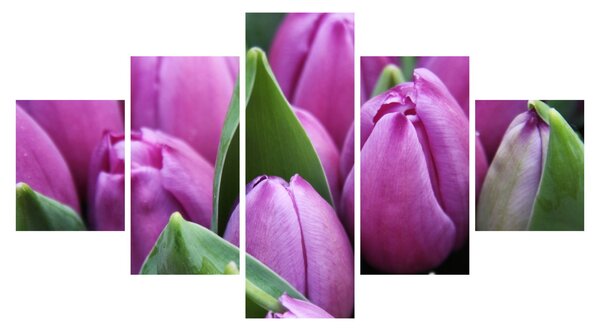 Obraz - kwiaty tulipanów (125x70 cm)