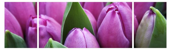 Obraz - kwiaty tulipanów (170x50 cm)