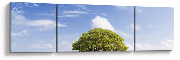Obraz plaży z drzewem (170x50 cm)