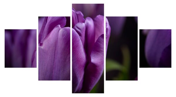 Obraz kwiatów tulipanów (125x70 cm)