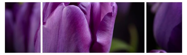 Obraz kwiatów tulipanów (170x50 cm)