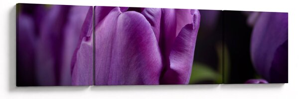 Obraz kwiatów tulipanów (170x50 cm)