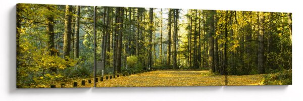 Obraz - las jesienią (170x50 cm)
