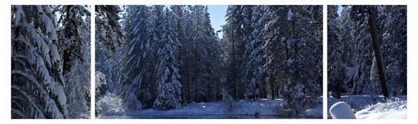 Obraz śnieżnego lasu (170x50 cm)