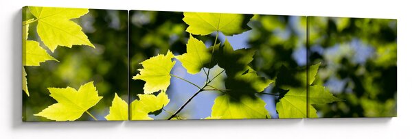 Obraz - liście klonu (170x50 cm)