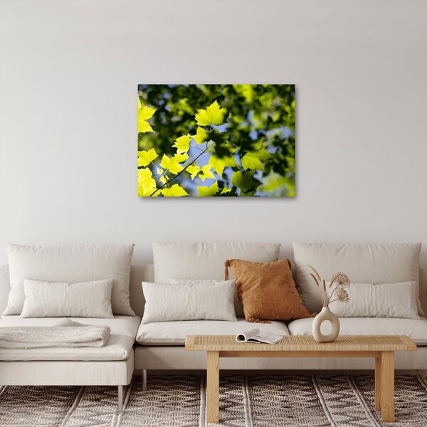 Obraz - liście klonu (70x50 cm)