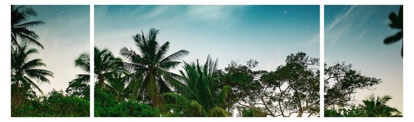 Obraz - palmy (170x50 cm)