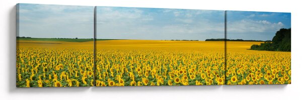 Obraz - ciąg słoneczników (170x50 cm)