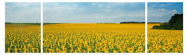 Obraz - ciąg słoneczników (170x50 cm)