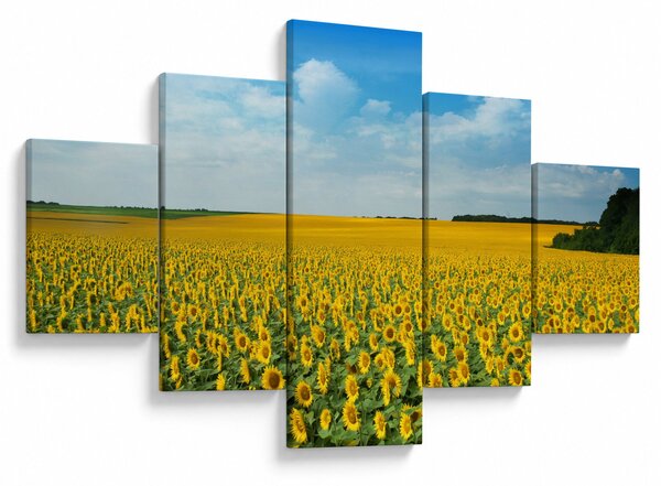 Obraz - ciąg słoneczników (125x70 cm)