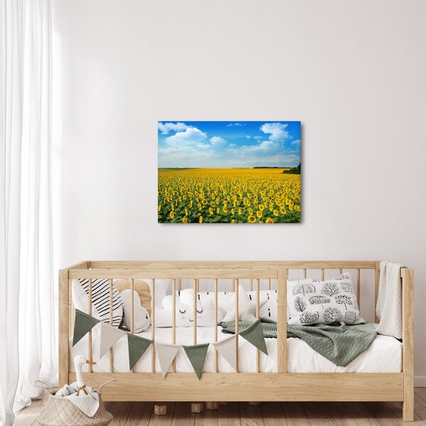 Obraz - ciąg słoneczników (70x50 cm)