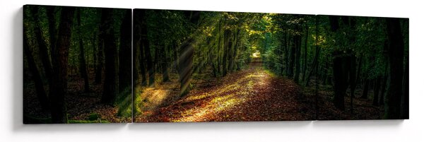 Obraz leśnej ścieżki (170x50 cm)