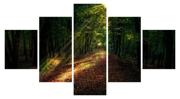 Obraz leśnej ścieżki (125x70 cm)