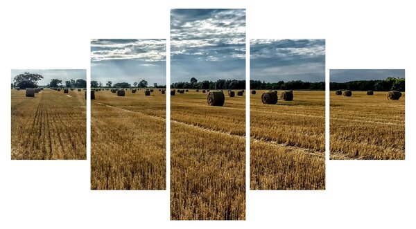 Obraz zebranego pola zboża (125x70 cm)