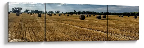 Obraz zebranego pola zboża (170x50 cm)