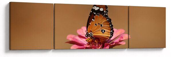 Obraz motyla na kwiatku (170x50 cm)