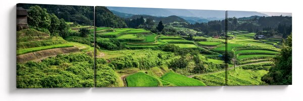Obraz pól ryżowych (170x50 cm)