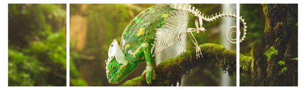 Obraz kameleona (170x50 cm)