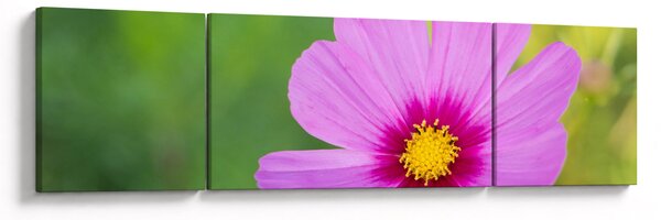 Obraz - polny kwiat (170x50 cm)