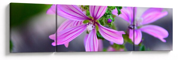 Zbliżenie kwiatu (170x50 cm)