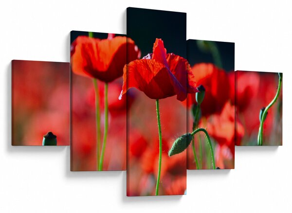Obraz - maki (125x70 cm)
